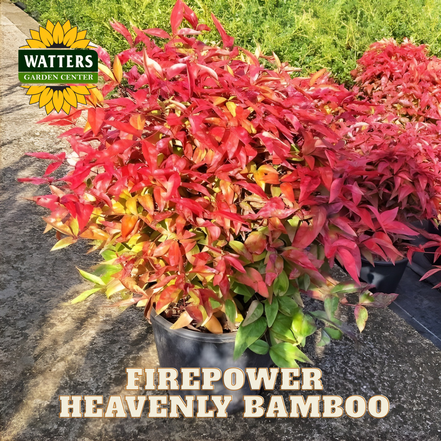 Potted Firepower Heavenly Bamboo with Watters Garden Center logo