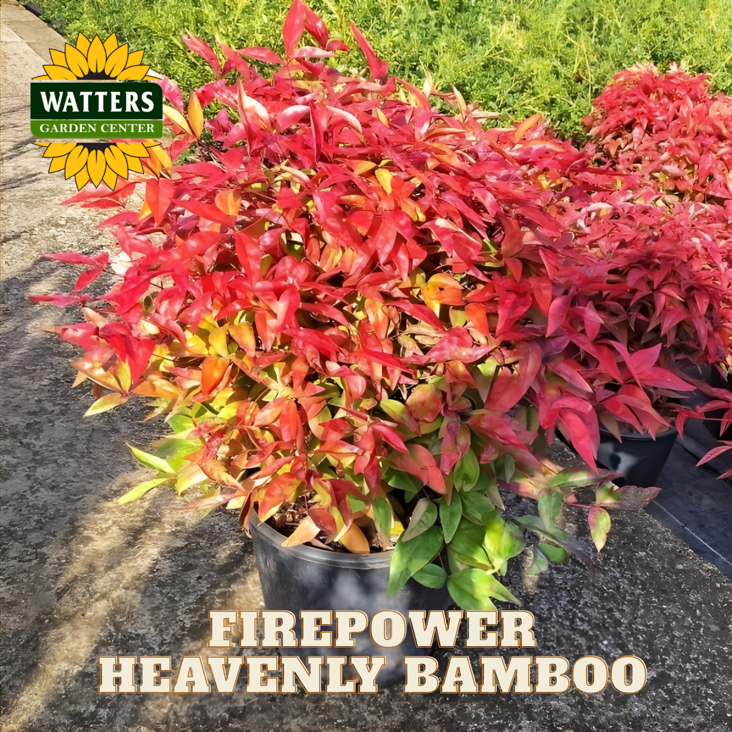 Potted Firepower Heavenly Bamboo with Watters Garden Center logo