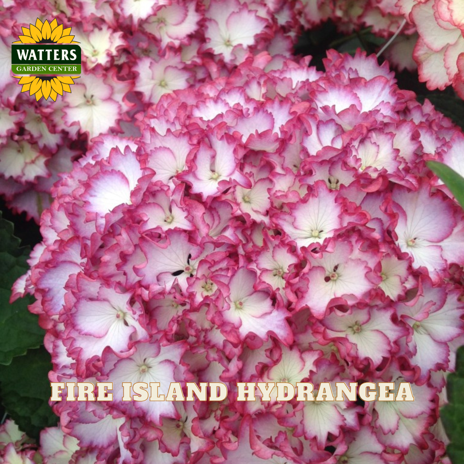 Pink hydrangea flowers with Watters Garden Center branding in the background.