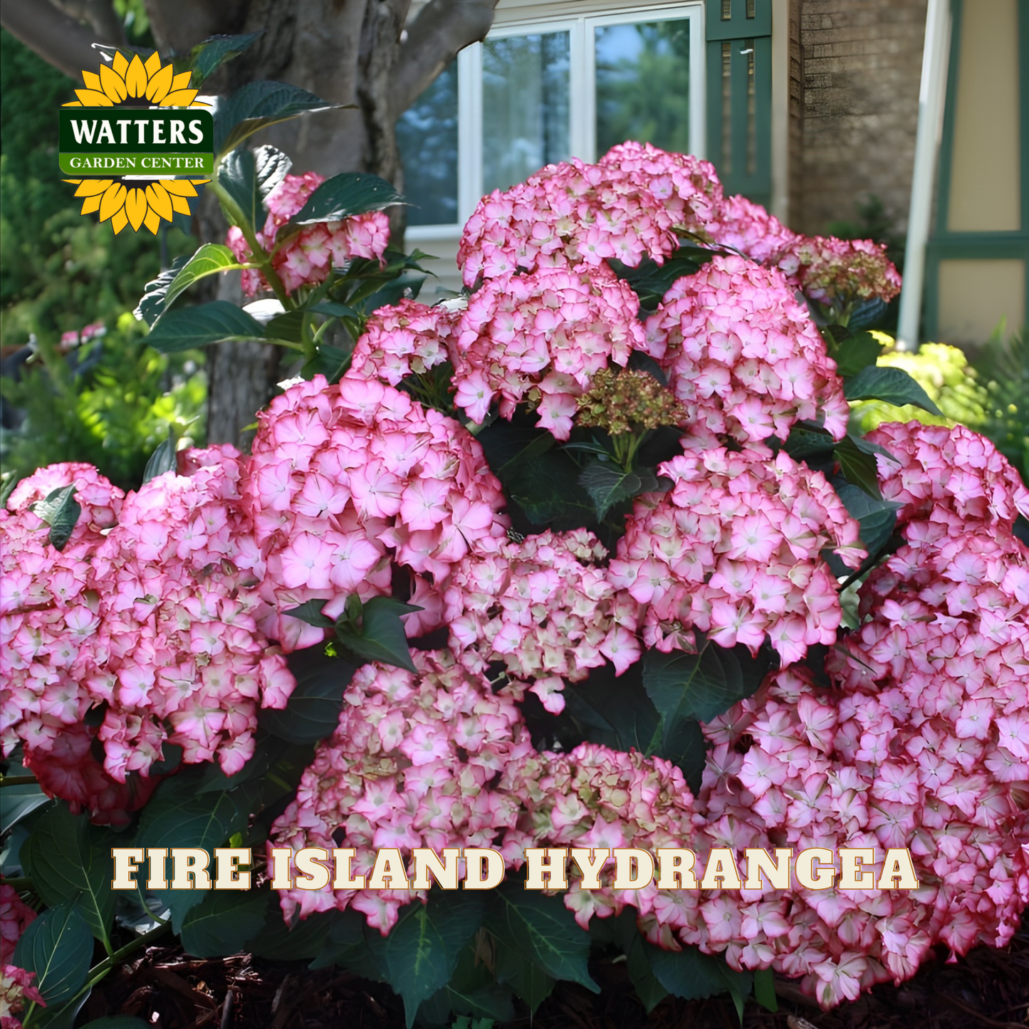 Pink hydrangea flowers with Watters Garden Center branding in the background.