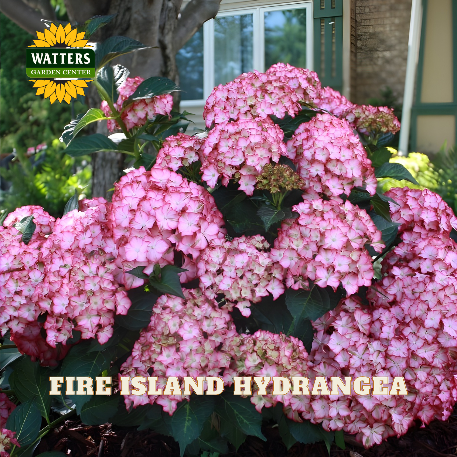 Pink hydrangea flowers with Watters Garden Center branding in the background.