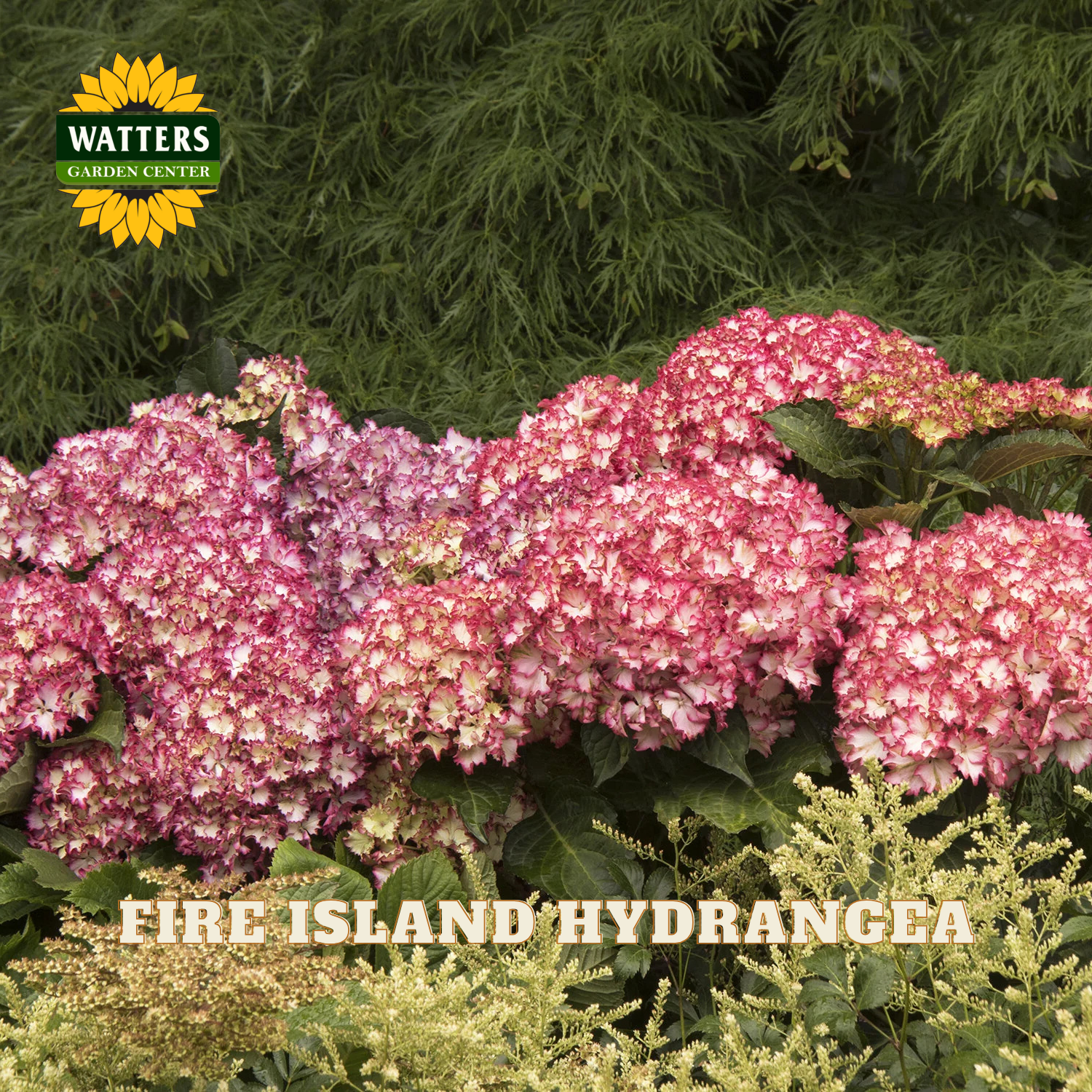 Pink hydrangea flowers with Watters Garden Center branding in the background.