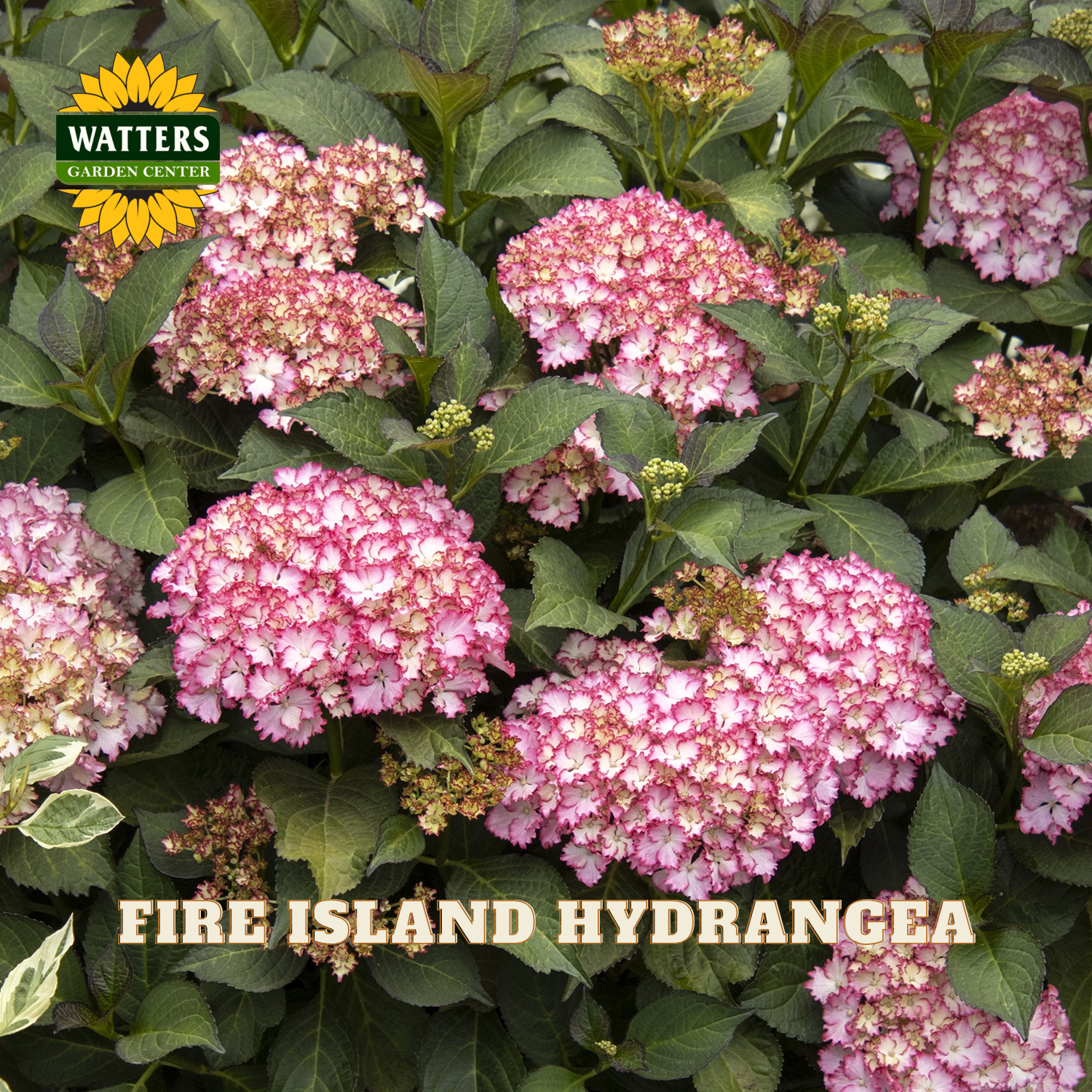 Pink hydrangea flowers with Watters Garden Center branding in the background.