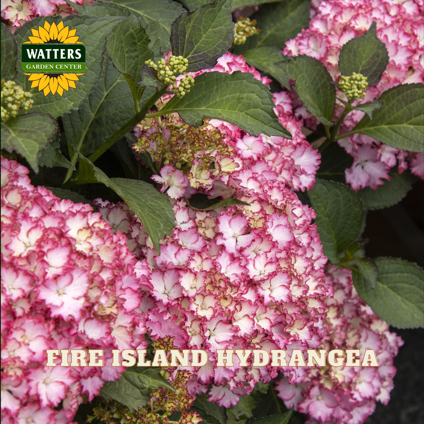 Fire Island Hydrangea with Watters Garden Center logo