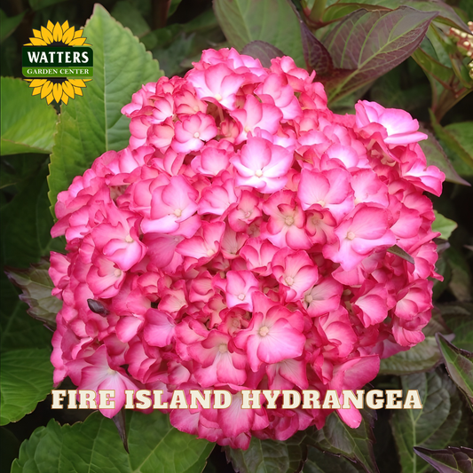 Pink hydrangea flowers with Watters Garden Center branding in the background.