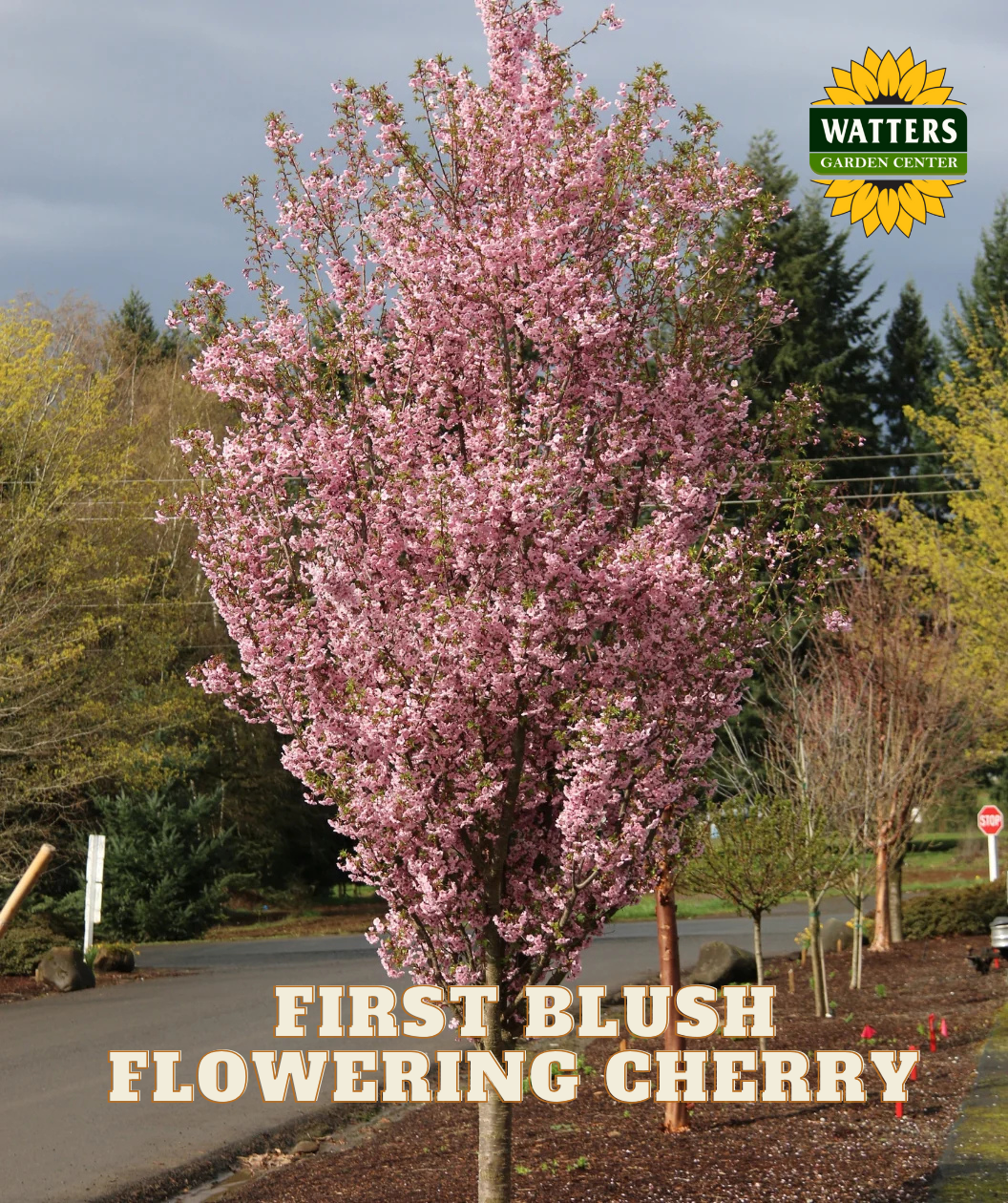FIRST BLUSH FLOWERING CHERRY TREE 15gal