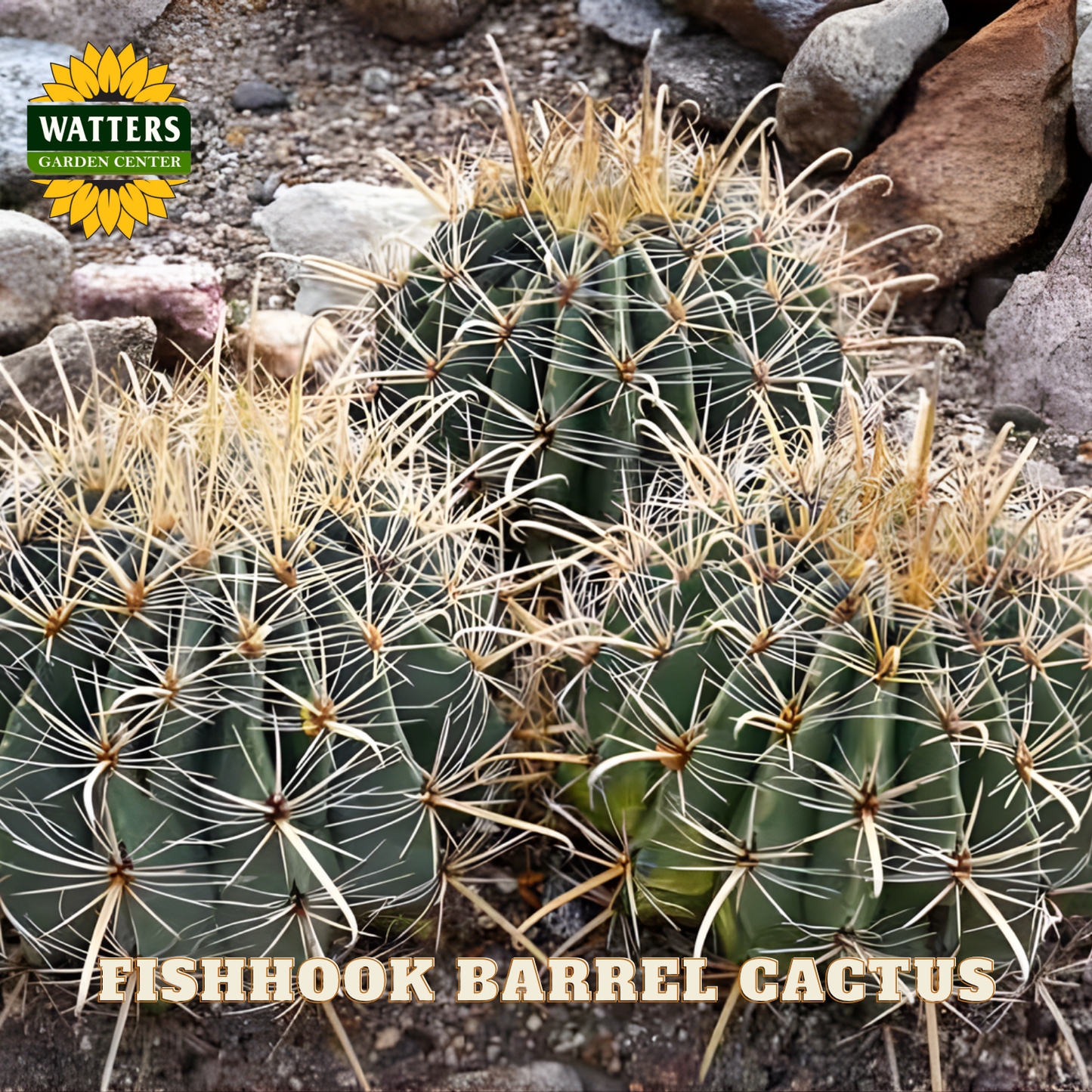 Fishhook Barrel Cactus with Watters Garden Center logo
