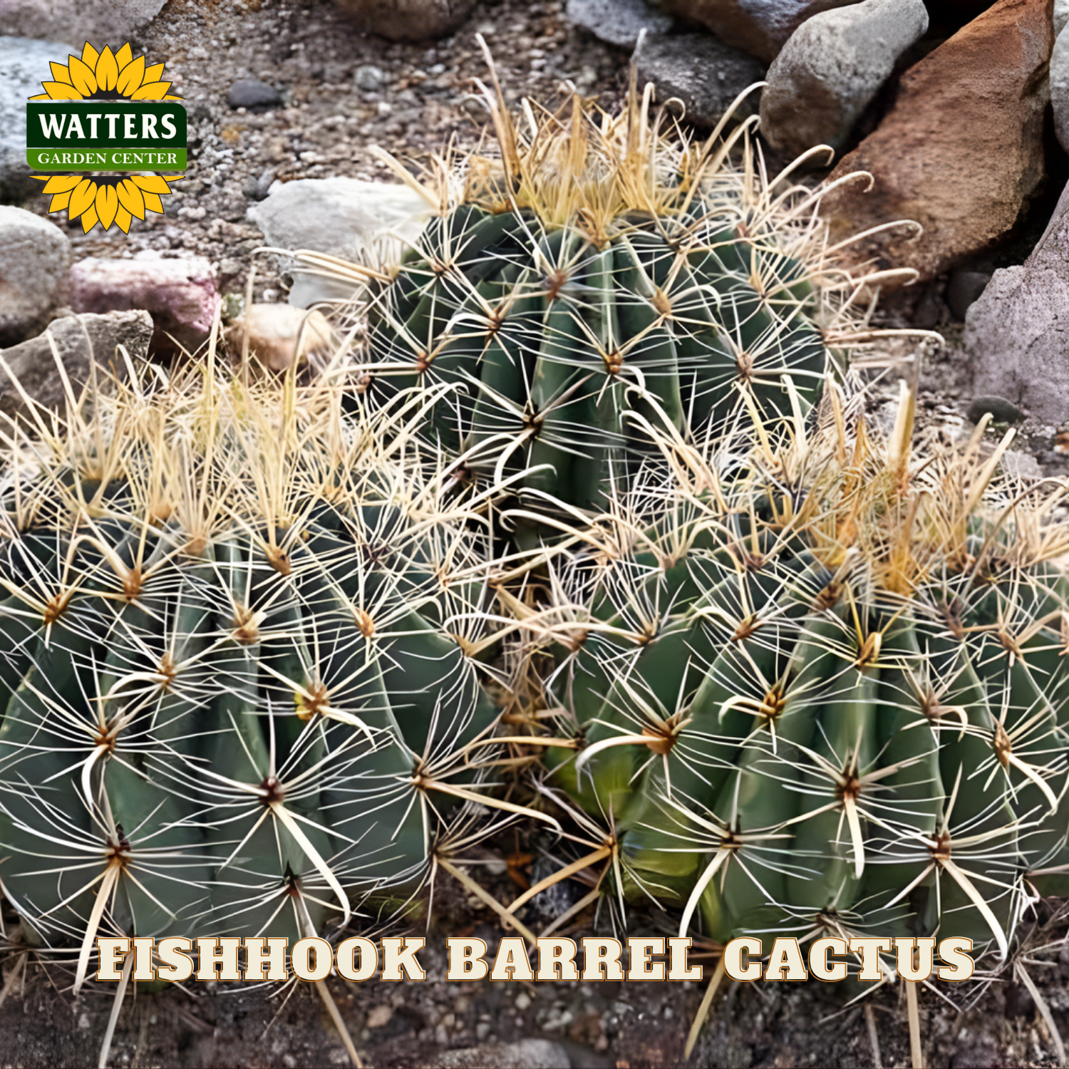 Fishhook Barrel Cactus with Watters Garden Center logo