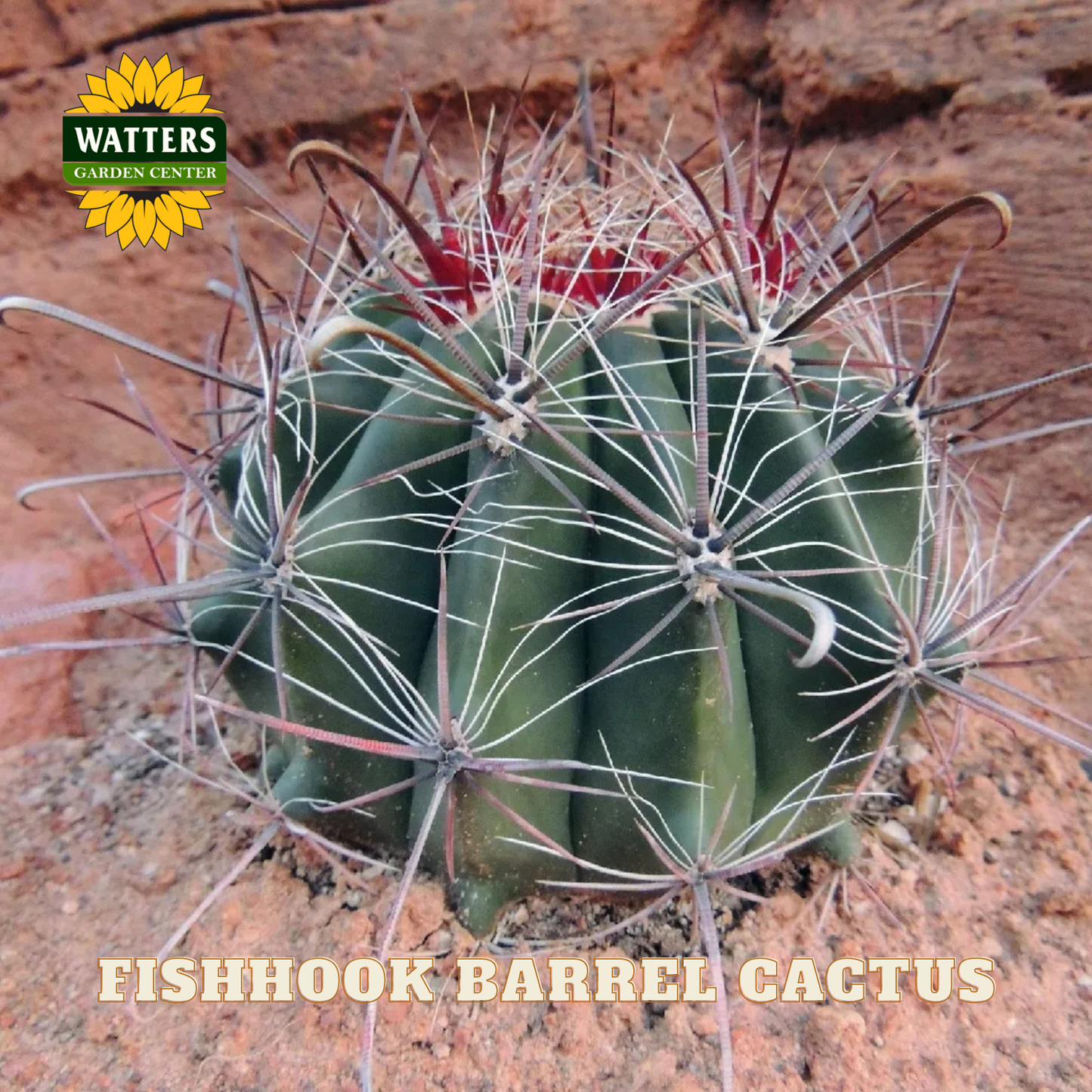 Fishhook barrel cactus with Watters Garden Center logo on a rocky background