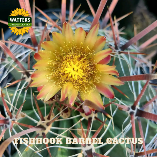 Fishhook barrel cactus with a yellow flower, featuring Watters Garden Center logo.