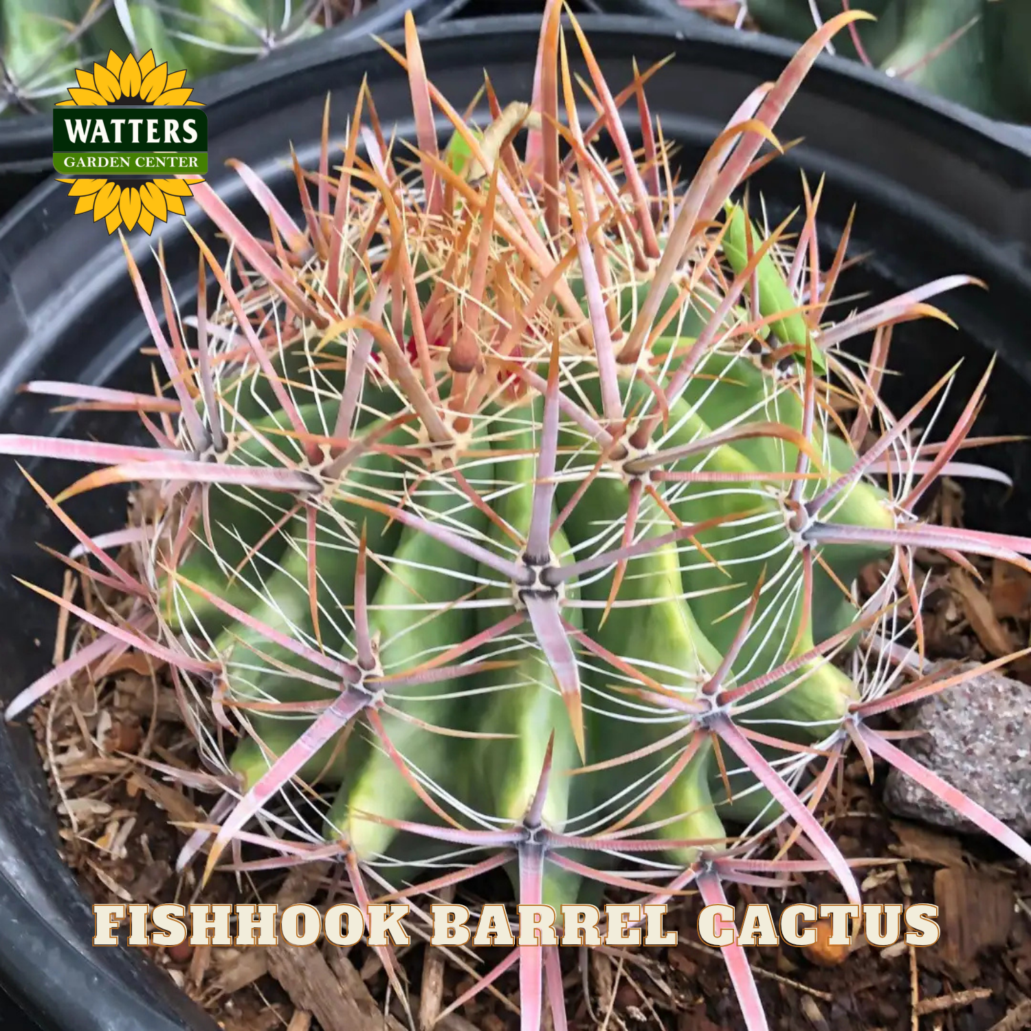Fishhook barrel cactus with spiky pink and green needles, labeled 'Watters Garden Center'.