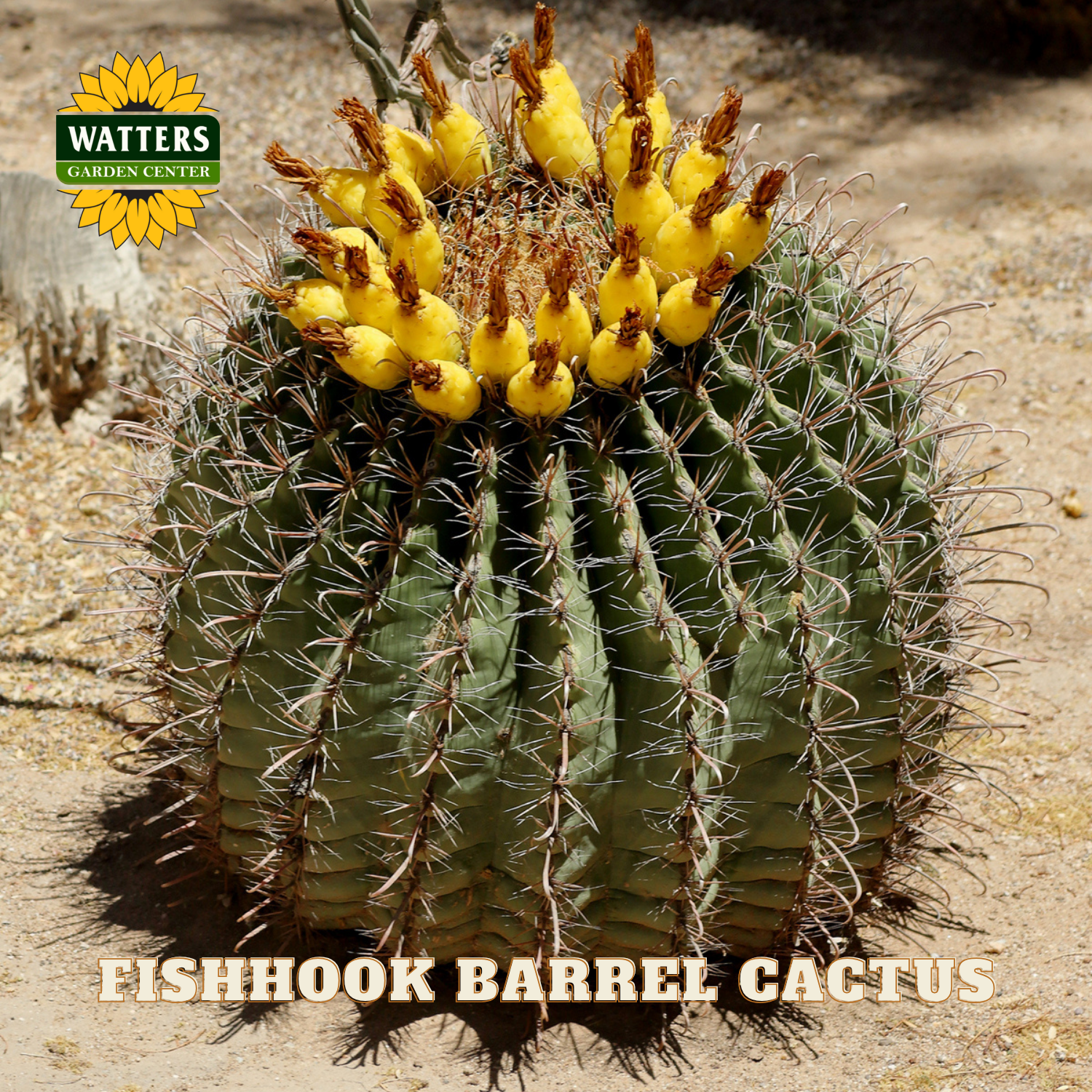 Fishhook Barrel Cactus with yellow flowers on a textured background, featuring Watters Garden Center logo.