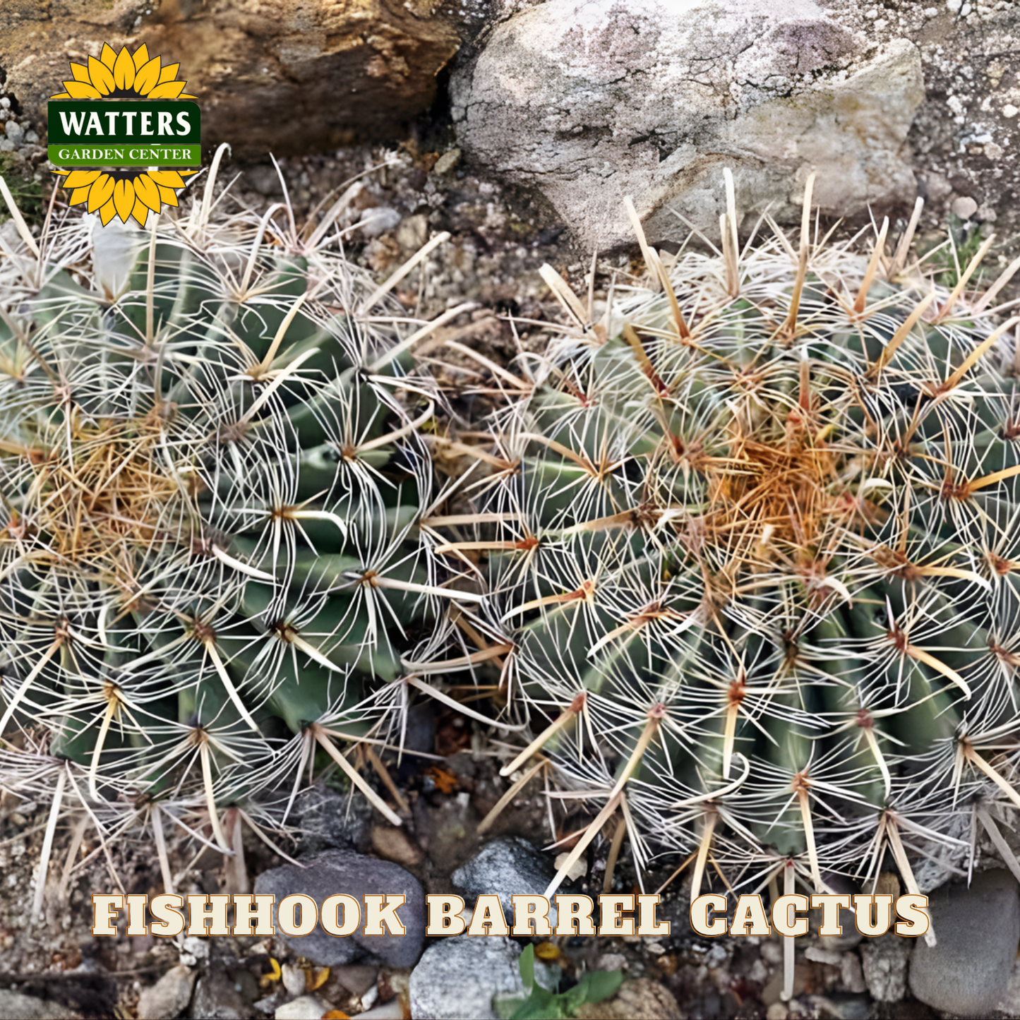 Fishhook barrel cactus with Watters Garden Center branding on a rocky background