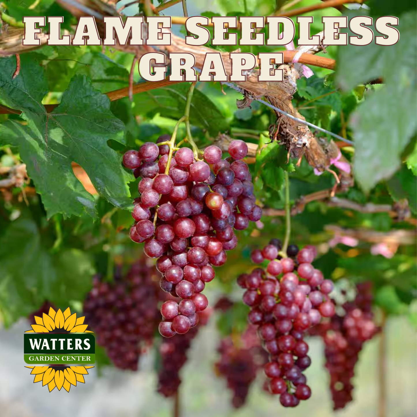 FLAME SEEDLESS GRAPE 1gal