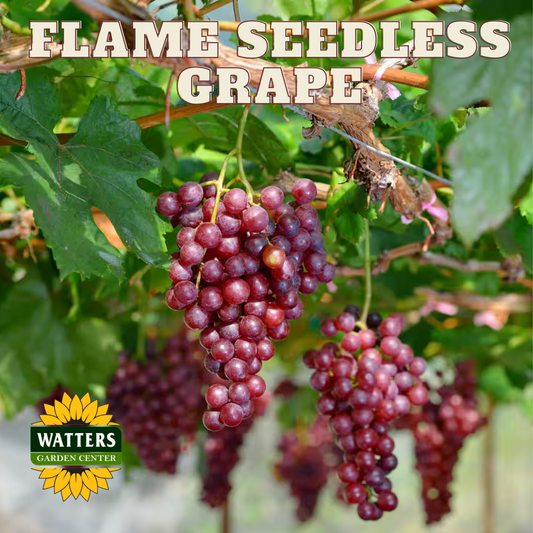 FLAME SEEDLESS GRAPE 1gal