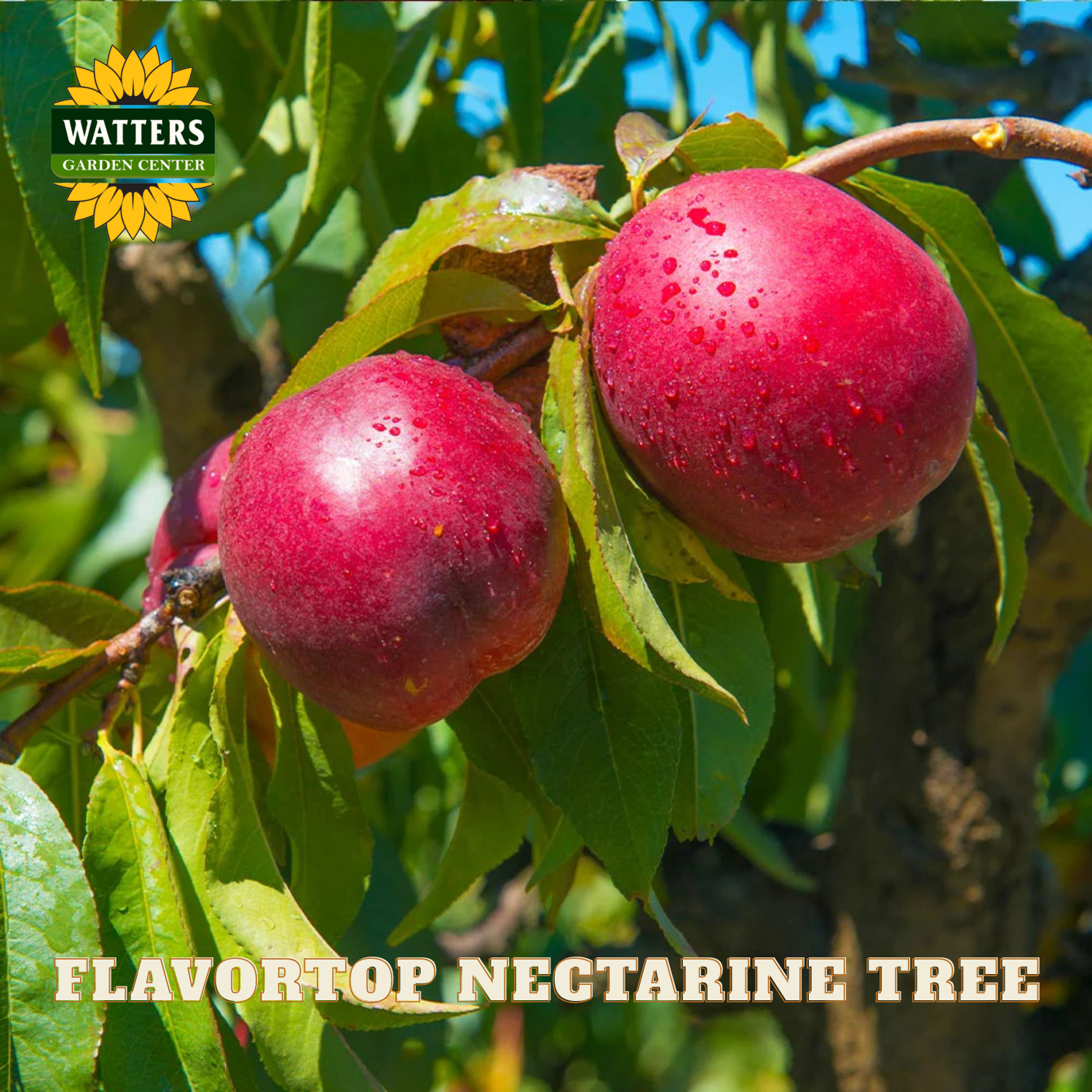 Two red nectarines on a tree branch with 'Watters Garden Center' logo.