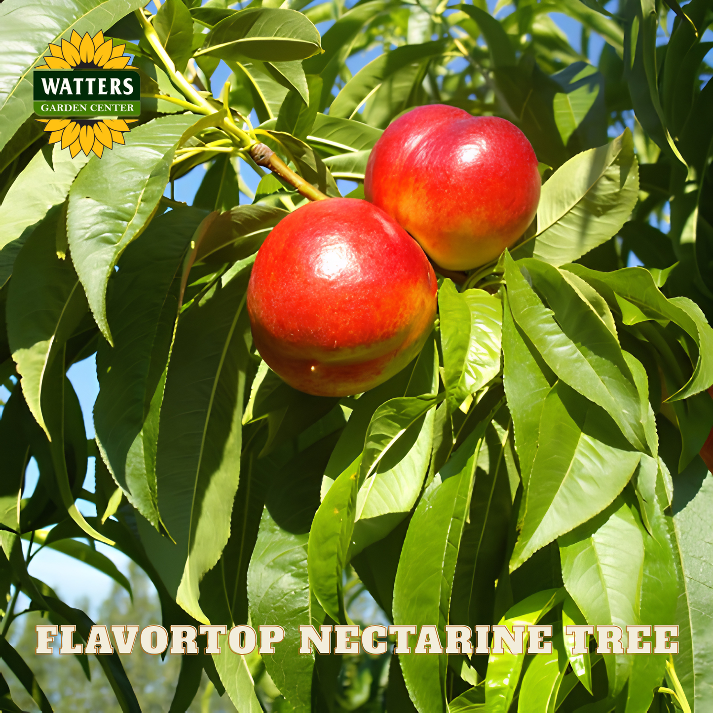 Two red nectarines on a tree branch with 'Watters Garden Center' branding.