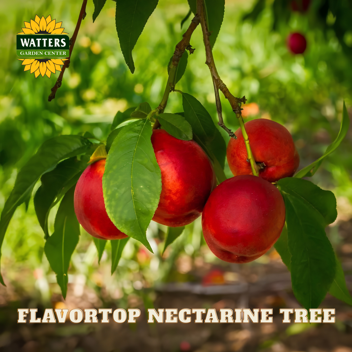 Red nectarines on a tree branch with 'Watters Garden Center' logo and text.