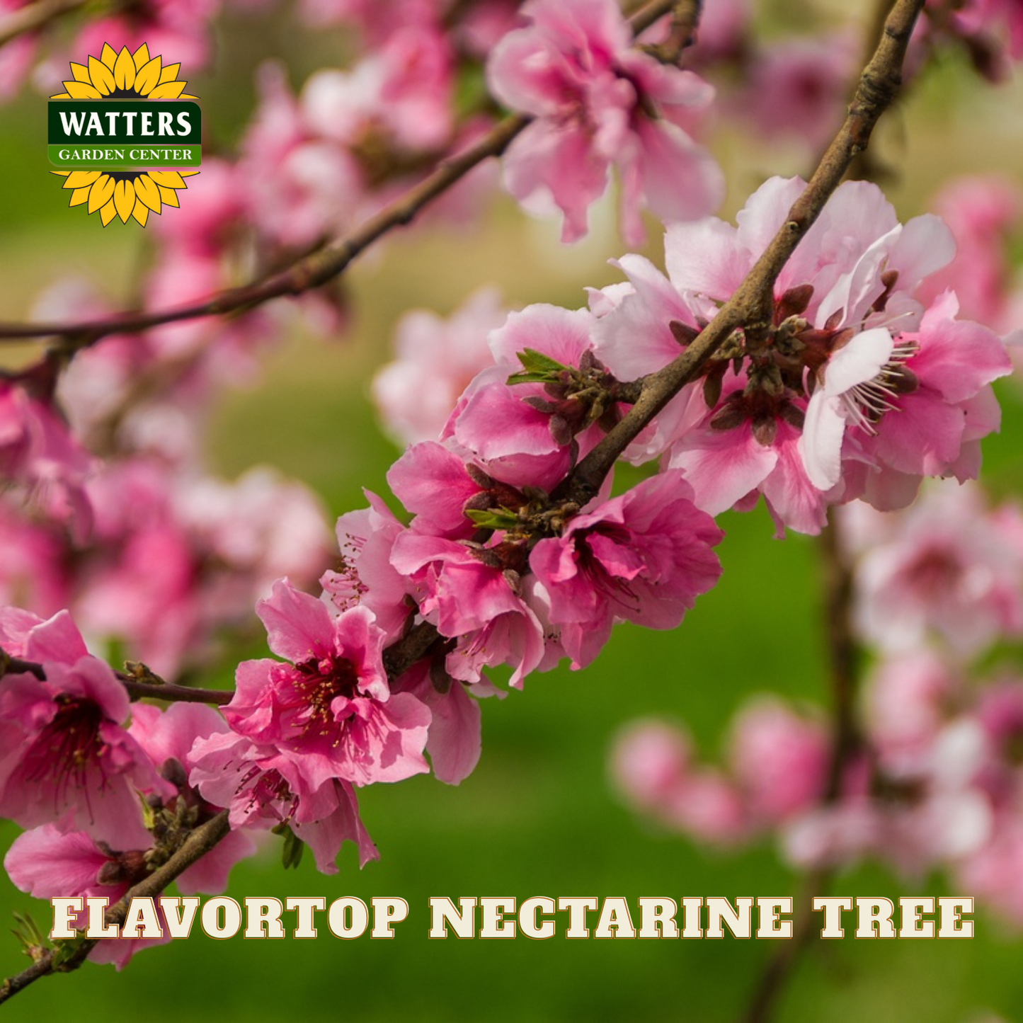 Flavortop Nectarine Tree with pink blossoms and Watters Garden Center logo.