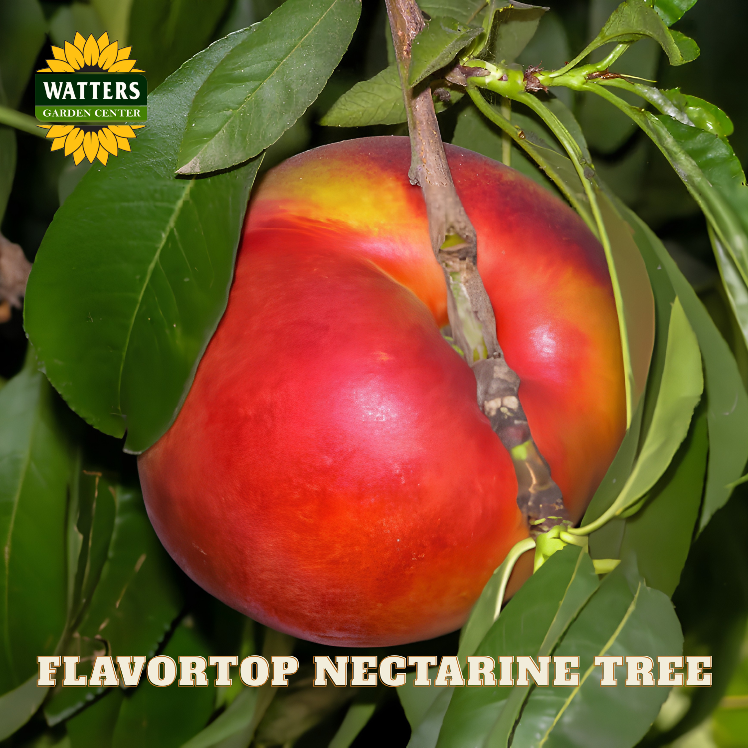 Flavortop nectarine on a tree branch with Watters Garden Center logo.