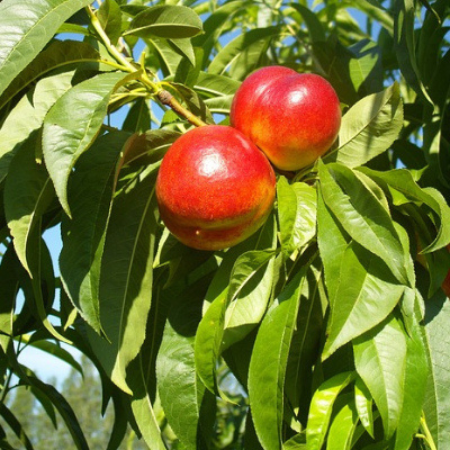 Two red fruits on a branch with green leaves