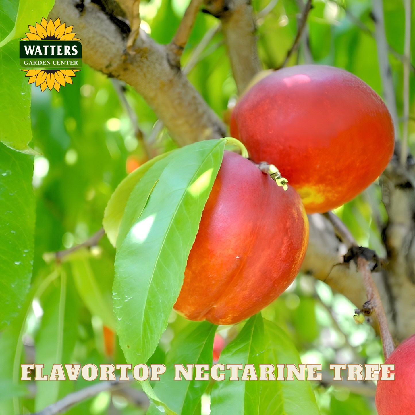 Two red nectarines on a tree branch with 'Watters Garden Center' logo.