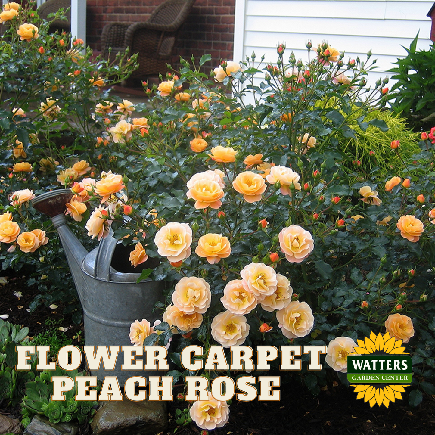 PEACH FLOWER CARPET ROSE 2gal