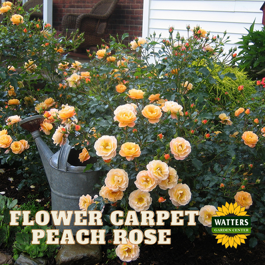 PEACH FLOWER CARPET ROSE 2gal