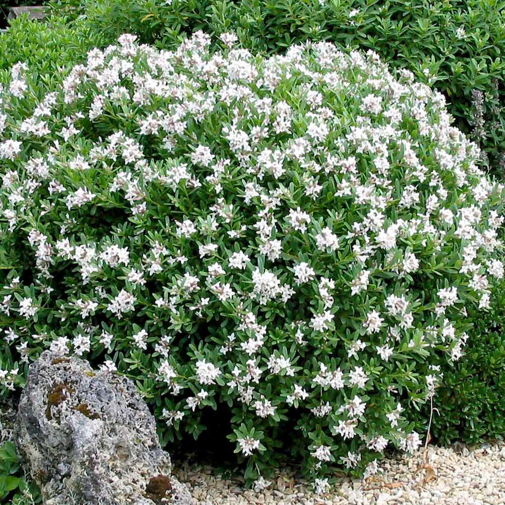 ETERNAL FRAGRANCE DAPHNE 2gal