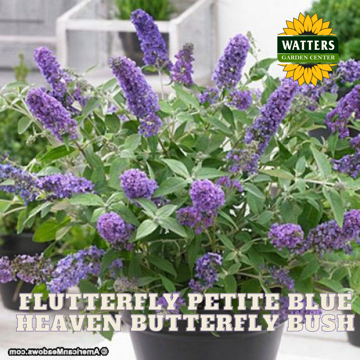 FLUTTERFLY PETITE BLUE HEAVEN BUTTERFLY BUSH 2gal