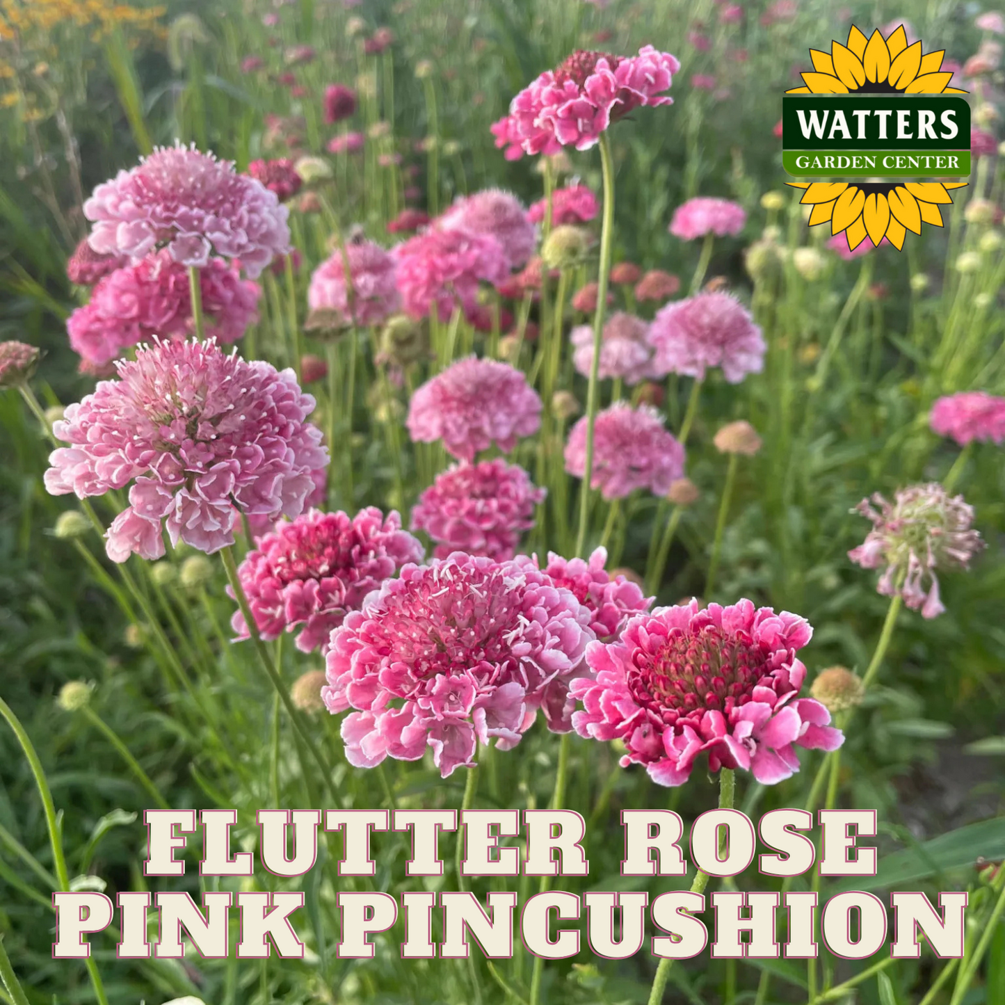 FLUTTER ROSE PINK PINCUSHION FLOWER 1gal