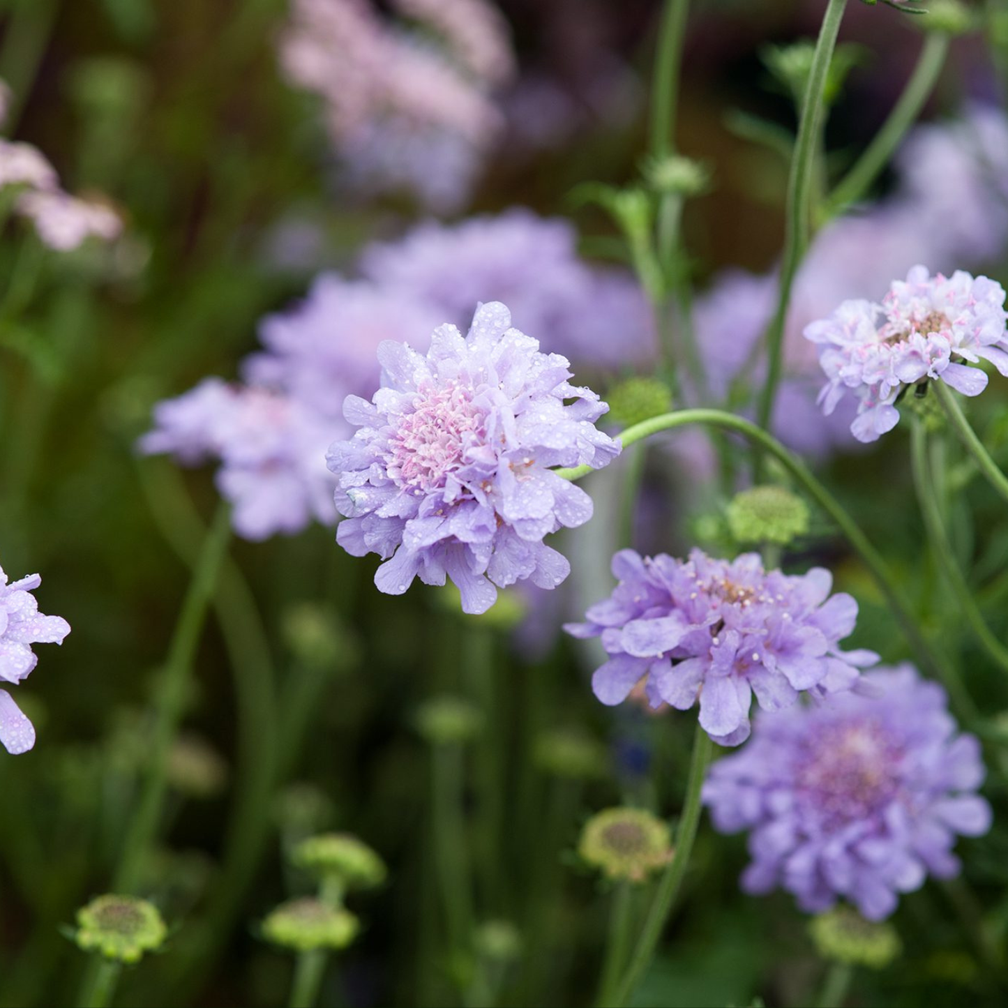 FLUTTER DEEP BLUE PINCUSHION FLOWER 1gal
