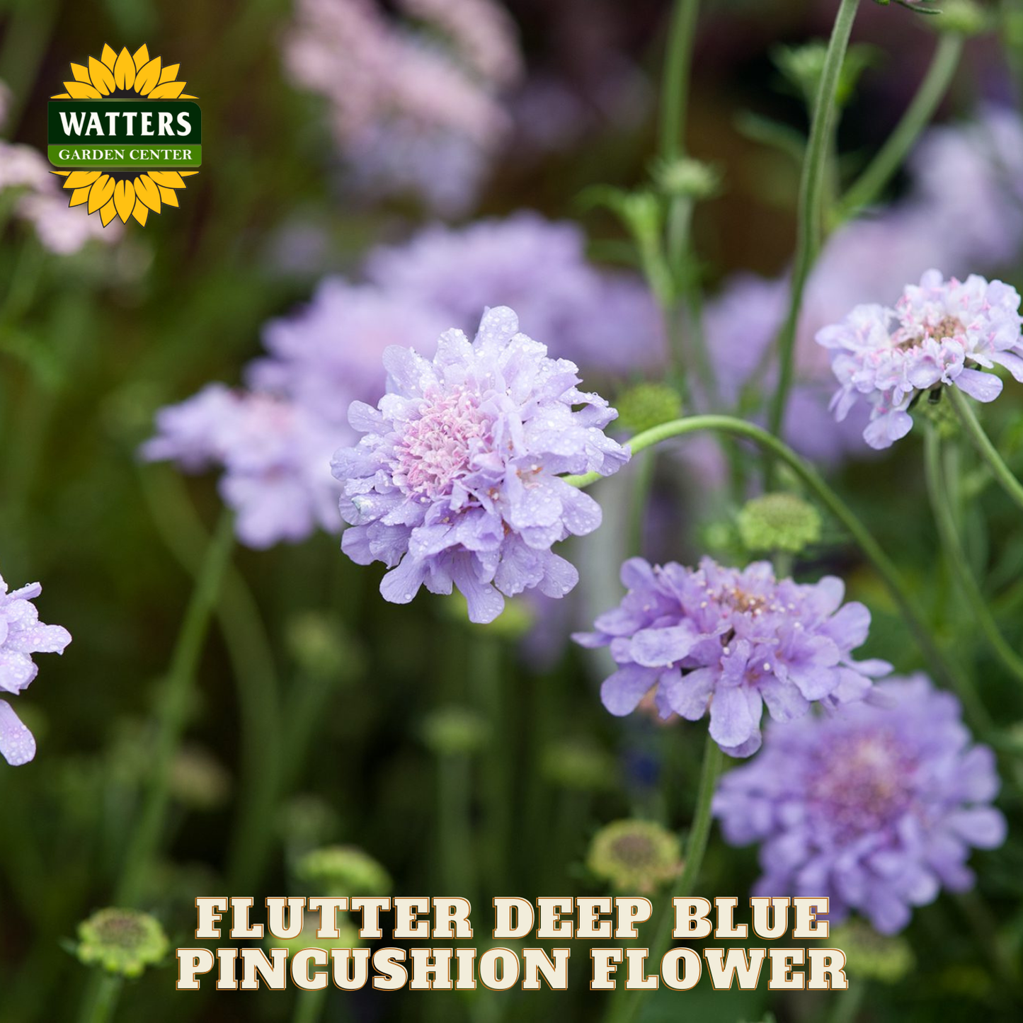 Flutter Deep Blue Pincushion Flower with Watters Garden Center logo