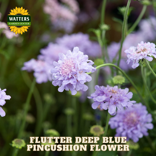 Flutter Deep Blue Pincushion Flower with Watters Garden Center logo