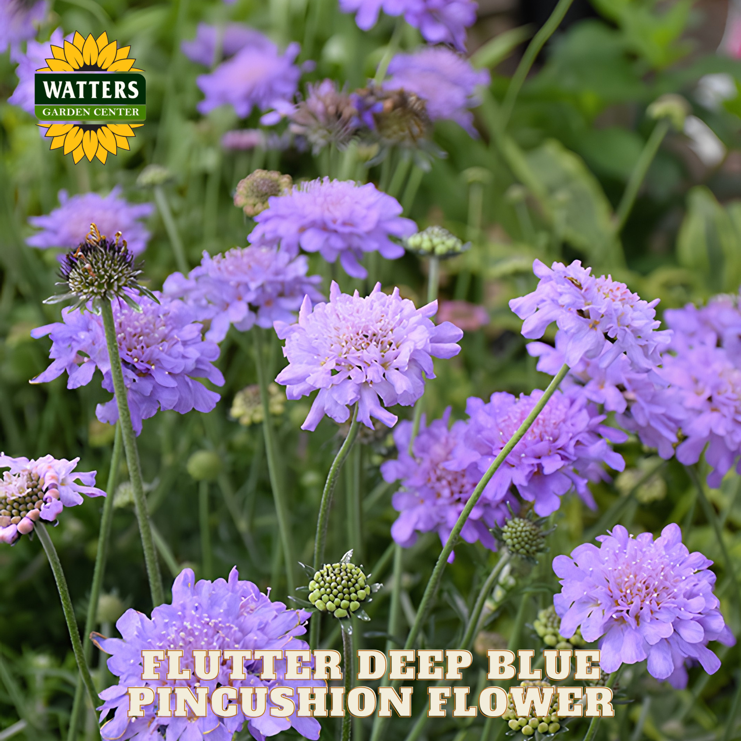 Purple pincushion flowers with 'Watters Garden Center' logo in the corner.
