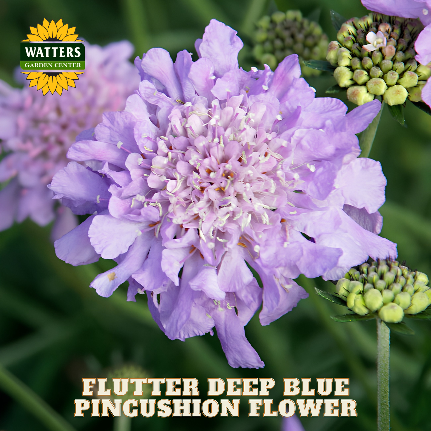 Flutter Deep Blue Pincushion Flower with Watters Garden Center logo