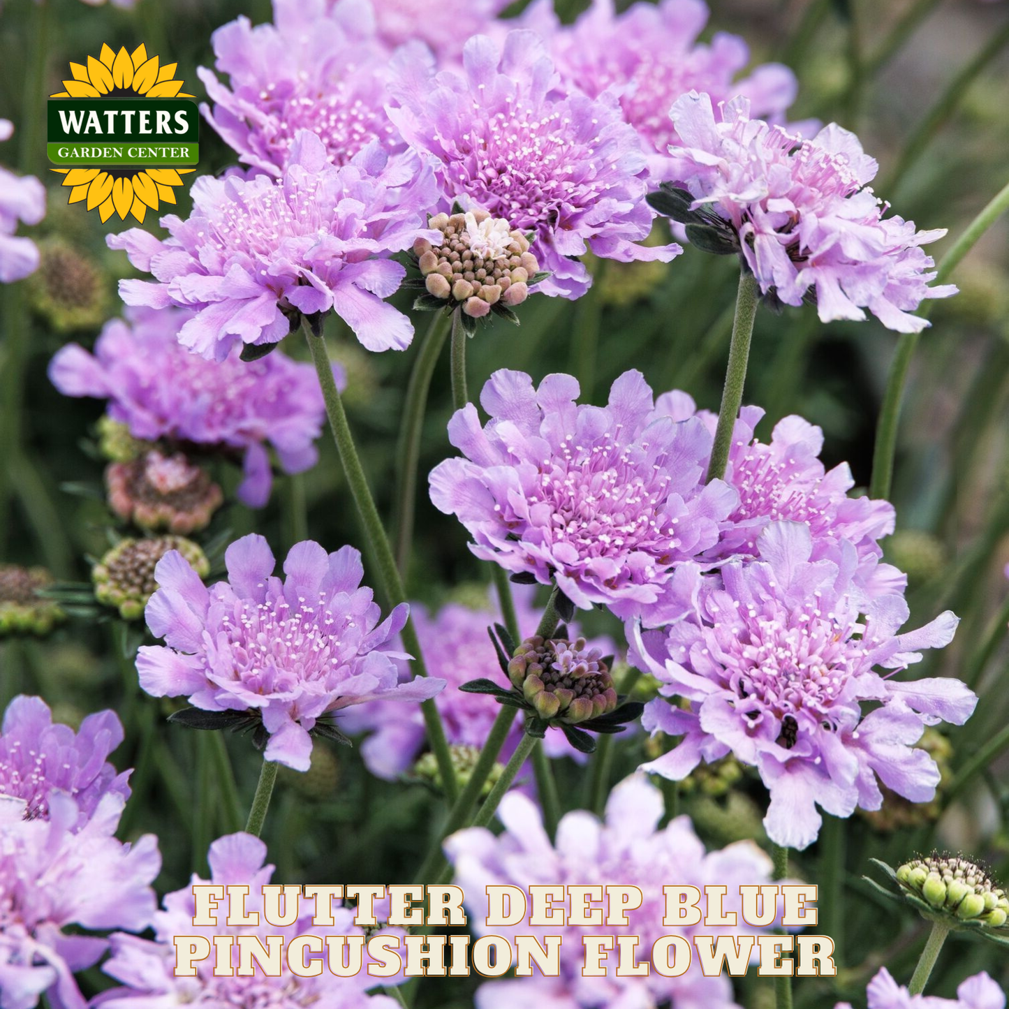 Flutter Deep Blue Pincushion Flower with Watters Garden Center branding