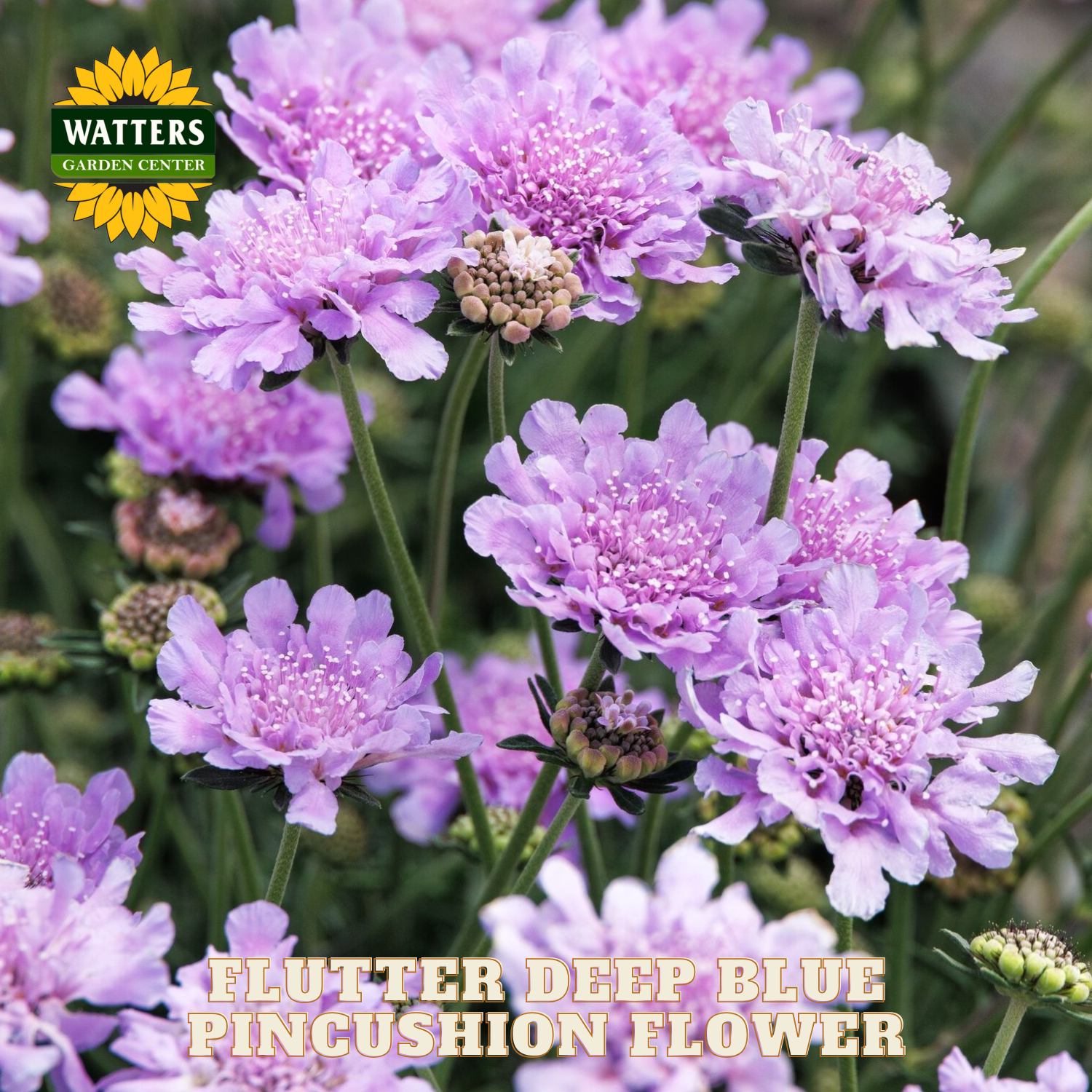 Flutter Deep Blue Pincushion Flower with Watters Garden Center branding