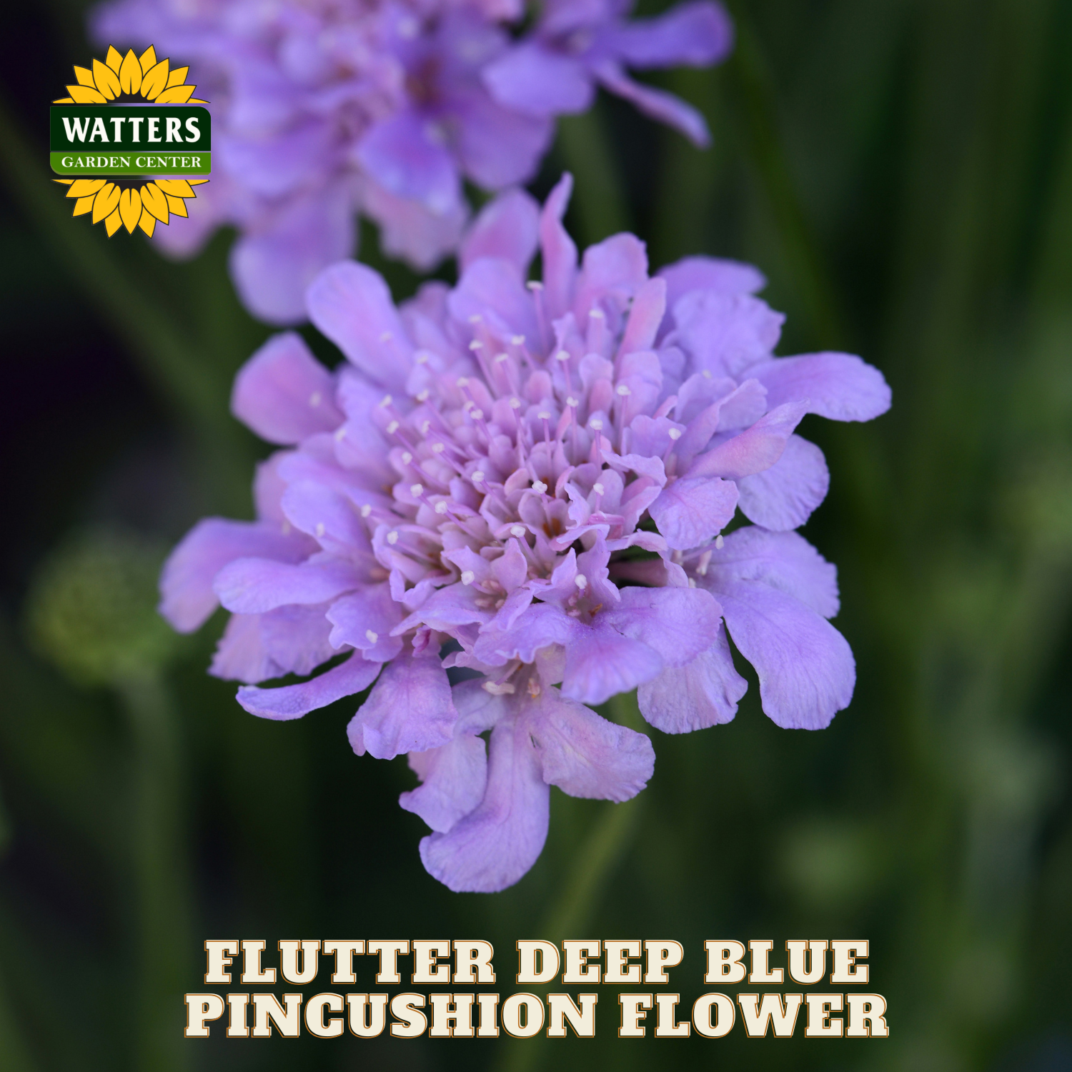 Purple pincushion flower with Watters Garden Center logo and text.