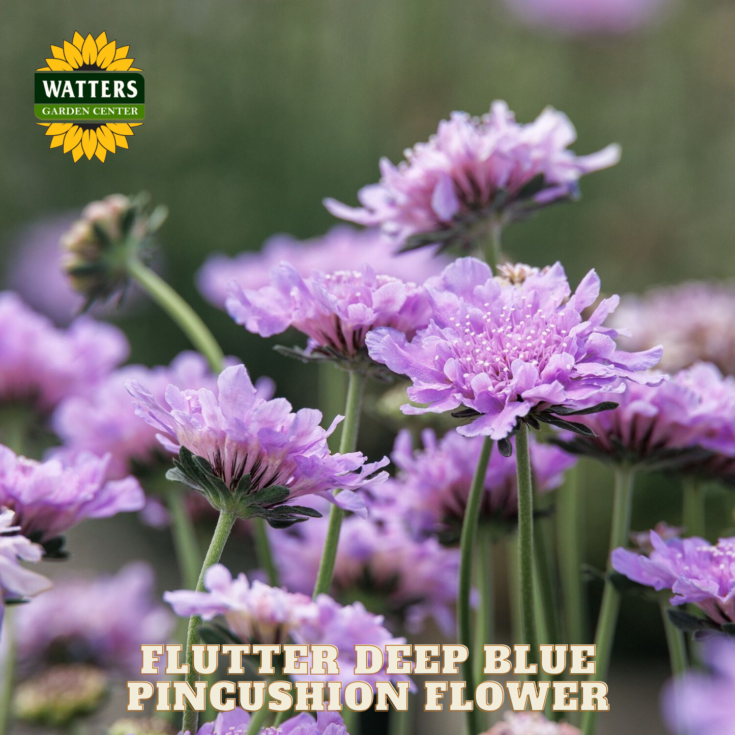 Flutter Deep Blue Pincushion Flower with Watters Garden Center logo