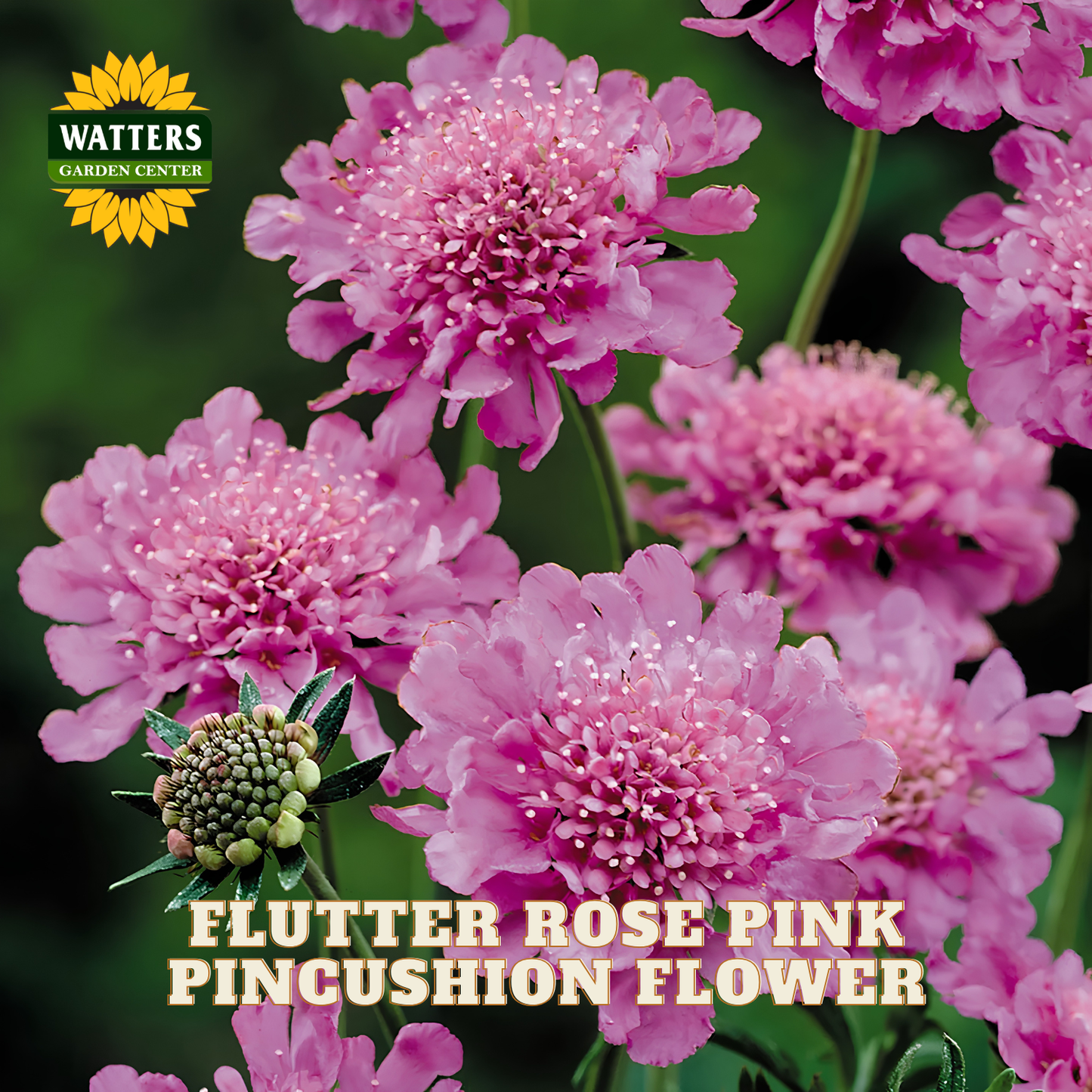 Pink pincushion flowers, also known as flutter roses, shown in a close-up garden-style photo with the Watters Garden Center logo and the text 'FLUTTER ROSE PINK PINCUSHION FLOWER' at the bottom.