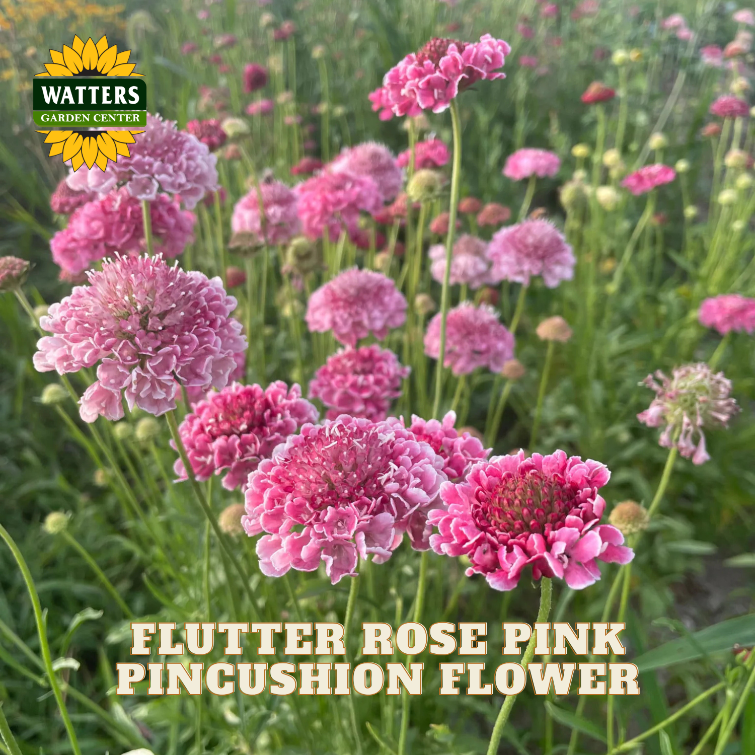 Pink pincushion flowers, also known as flutter rose pink, blooming in a garden field. The image features a Watters Garden Center logo in the top-left corner and text at the bottom reading 'FLUTTER ROSE PINK PINCUSHION FLOWER'.