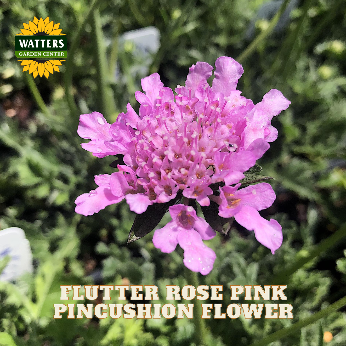 A close-up of a pink pincushion flower, labeled 'FLUTTER ROSE PINK PINCUSHION FLOWER,' with the Watters Garden Center logo in the top left corner and green foliage blurred in the background.
