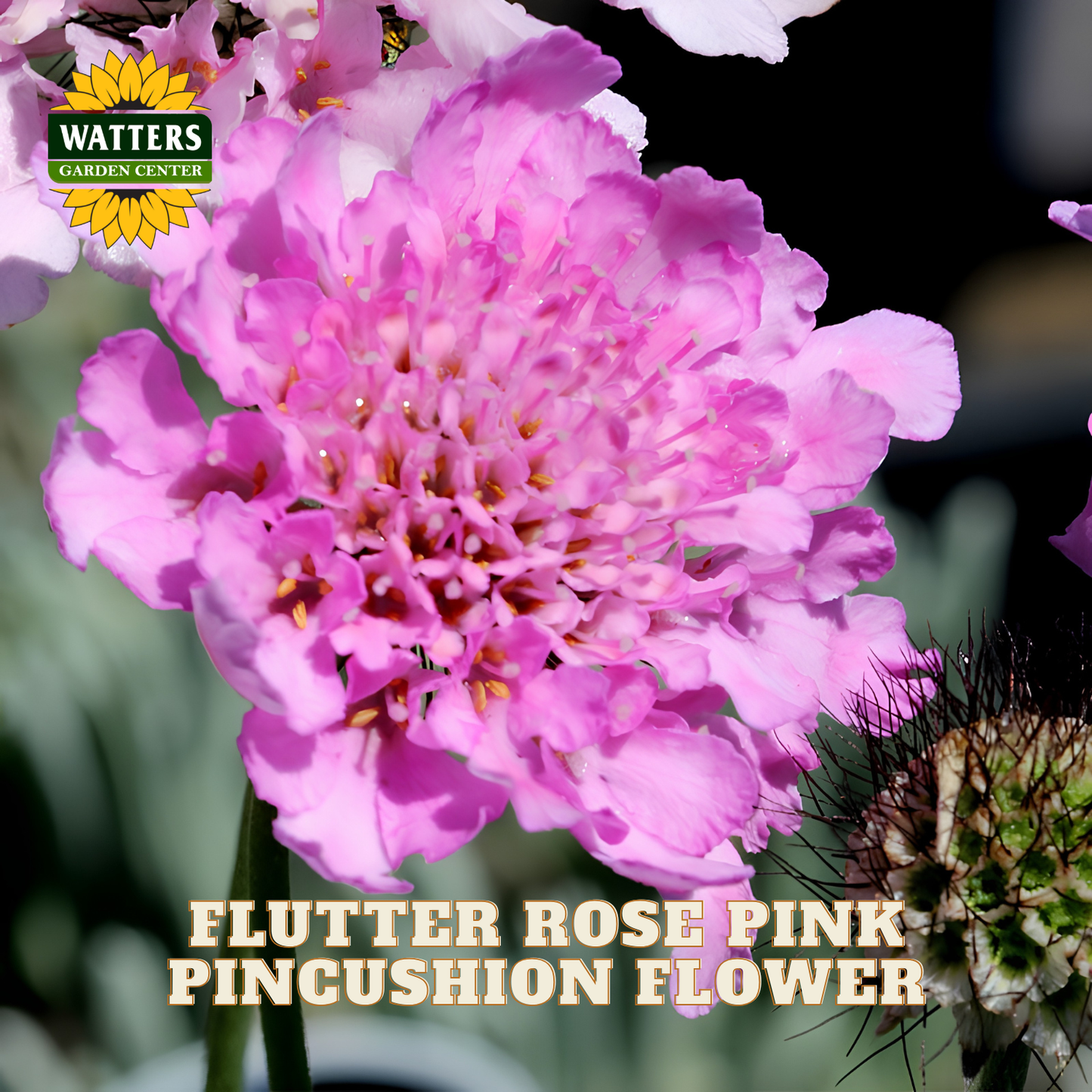 A close-up of a bright pink pincushion flower labeled 'FLUTTER ROSE PINK PINCUSHION FLOWER,' with a Watters Garden Center logo in the top left and text overlay at the bottom.