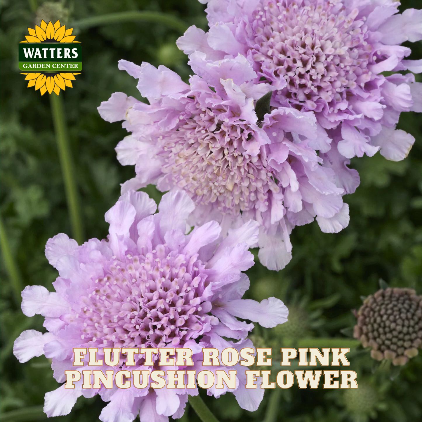 Three light pink pincushion flowers with ruffled petals and textured centers, shown in a close-up garden-style photo with green foliage. The Watters Garden Center logo appears in the top left, and the text 'FLUTTER ROSE PINK PINCUSHION FLOWER' is overlaid at the bottom.