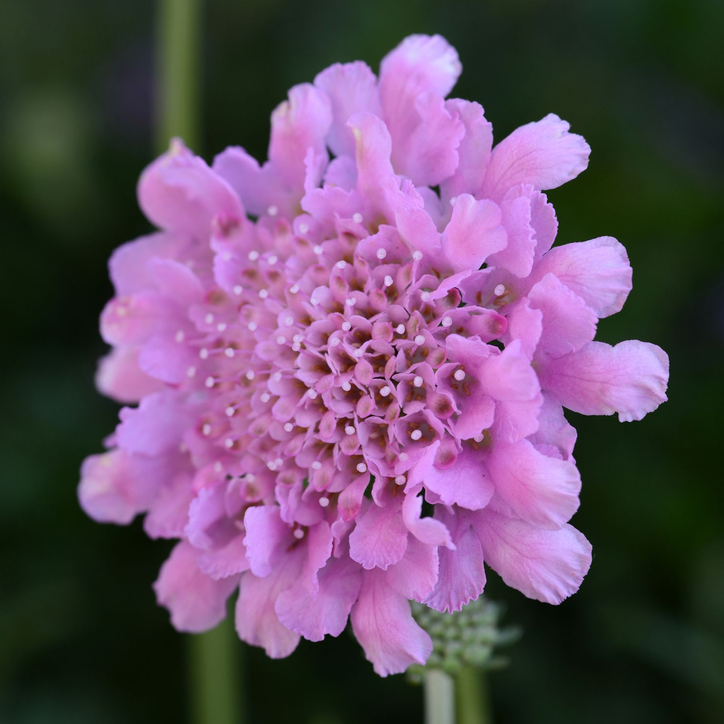 A close-up of a pink scabiosa flower with delicate ruffled petals and a dense center, set against a soft blurred green background.