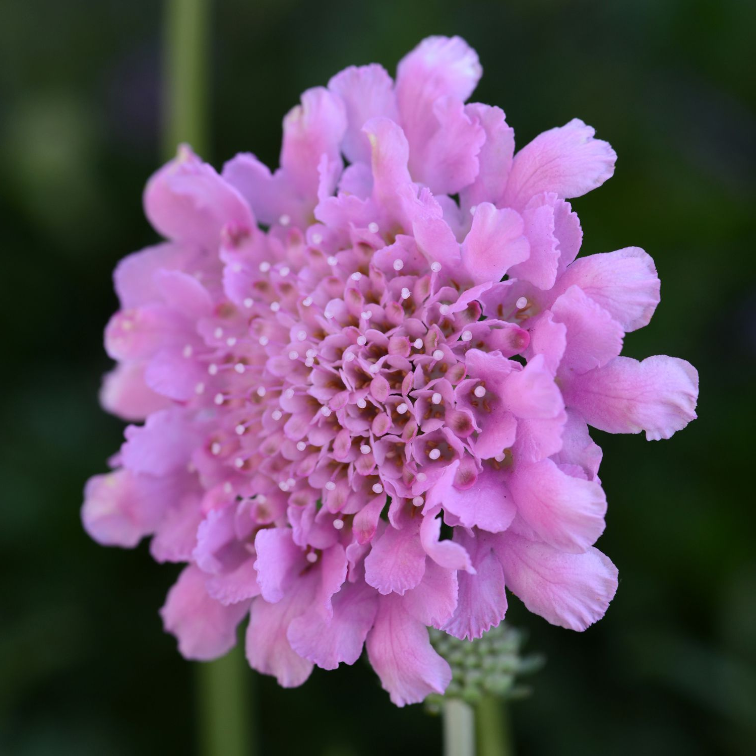 A close-up of a pink scabiosa flower with delicate ruffled petals and a dense center, set against a soft blurred green background.
