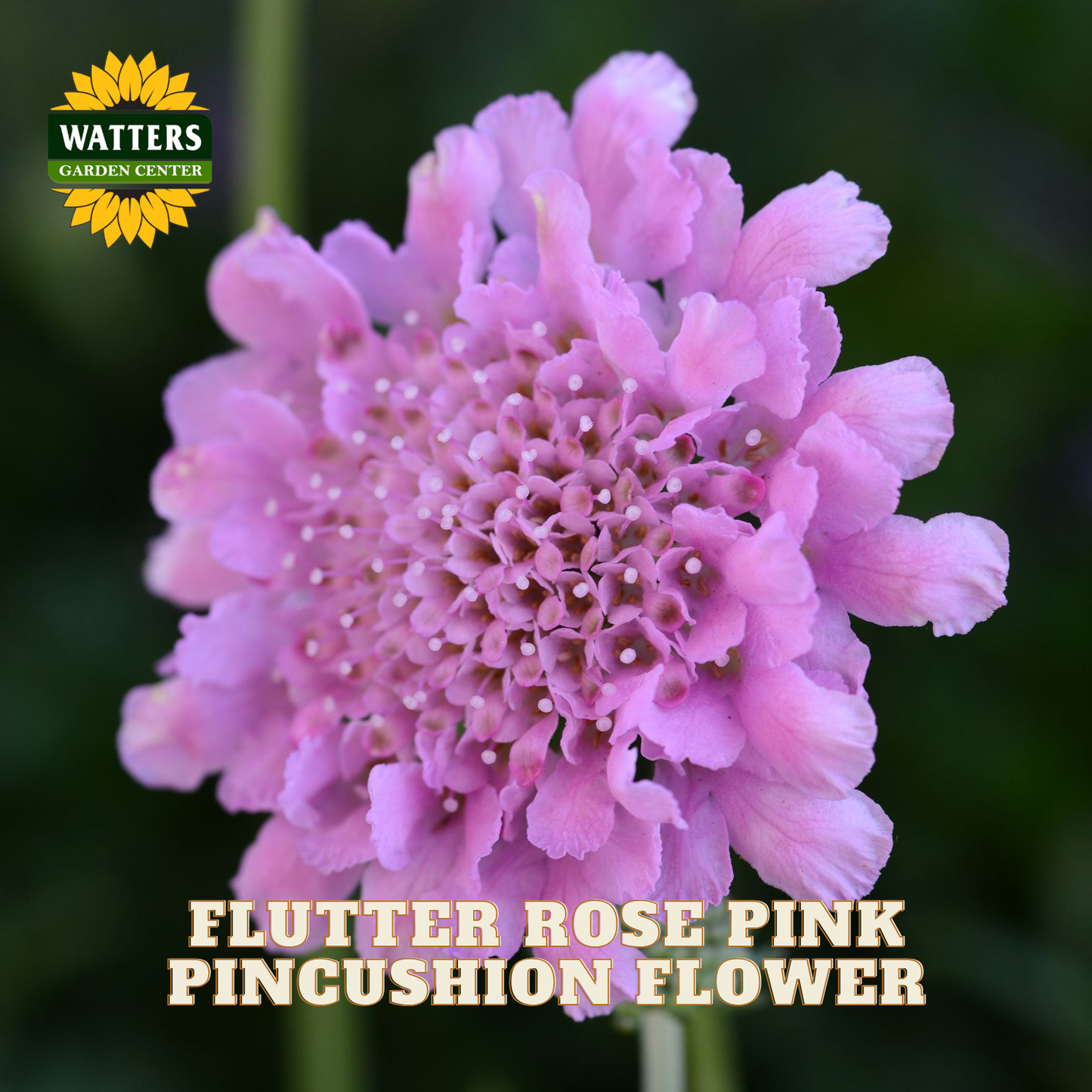 A close-up of a pink pincushion flower with many delicate petals, labeled 'FLUTTER ROSE PINK PINCUSHION FLOWER,' with the Watters Garden Center logo in the top left.