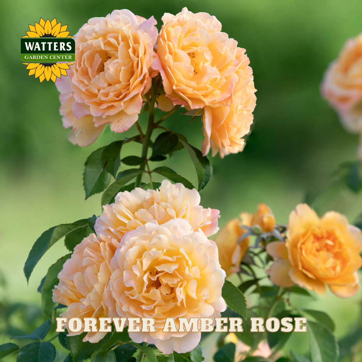 Closeup of yellow-orange Forever Amber roses on green stem with green background. Watters Garden Center logo placed in upper right corner.