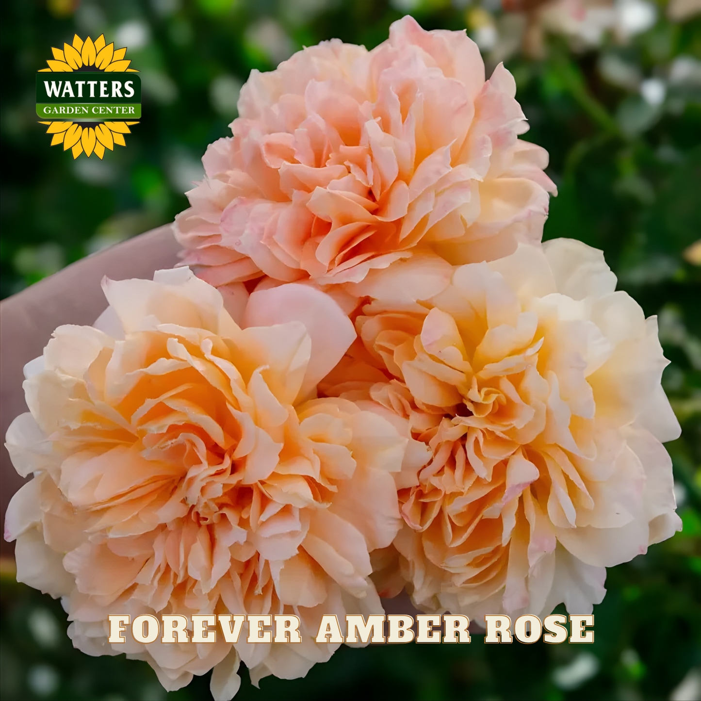 Closeup of yellow-orange Forever Amber roses on green stem with green background. Watters Garden Center logo placed in upper right corner.